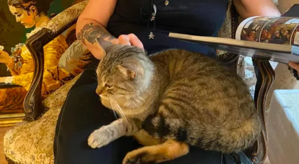 Leggere in compagnia dei gatti salvati